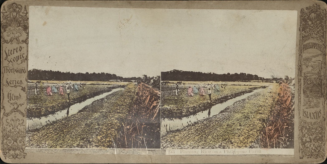 Planting Rice on a Philippine Farm.